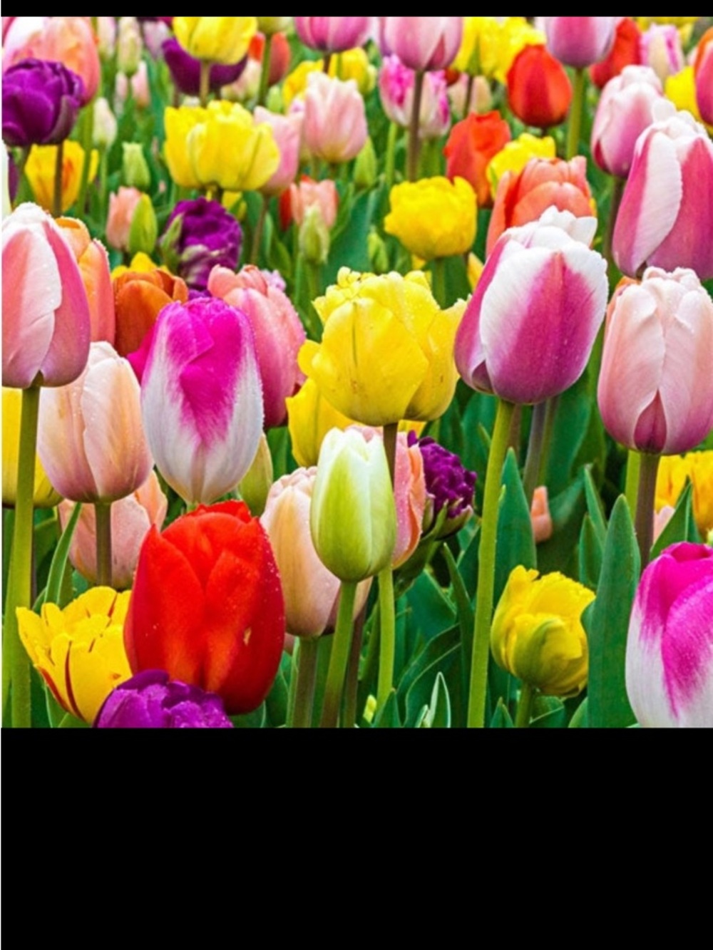 Vibrant Multicolor Tulip Print